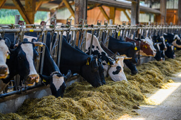 Cow at milk farm. Cow factory. Agriculture industry, farming, people and animal husbandry concept....
