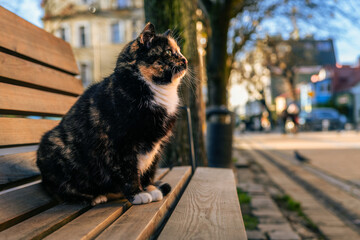 Cat sits gracefully on a wooden bench basking in the warm afternoon sunlight with a lively street scene in the background showcasing urban life