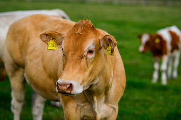 Cow on a summer pasture. Herd of cows grazing in Alps. Brown cows on summer pasture. Mature cow at grass field. Cows eating grass at pasture. Cow Farm. Cows grazing at pasture.
