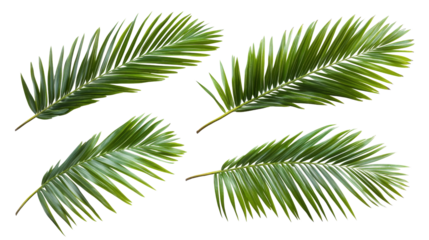 Set of tropical green palm leaves, isolated transparent background