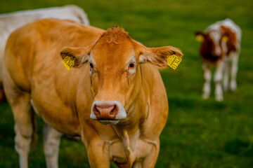 Cows are grazing on a meadow. Pastures cow. Cattle cow pasture in a green field. Dairy cattle at pasture on hill in rural. Cattle Breed pasture on grass field. Brangus Cattle in natural pasture.