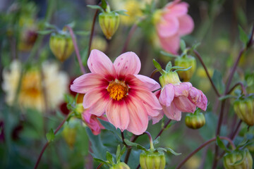 Obraz premium Pink dahlias on a blurred background of green leaves and other flowers