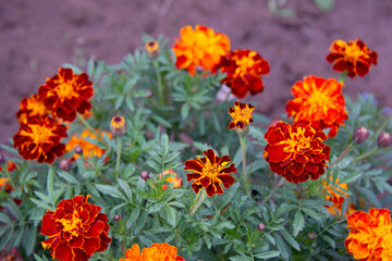 Red-yellow marigolds in a flowerbed in summer