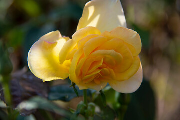 Yellow pink rose illuminated by the sun against a blurred background
