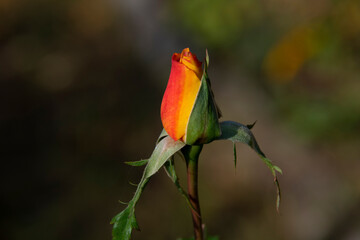 Red and yellow rose bud on a blurred background