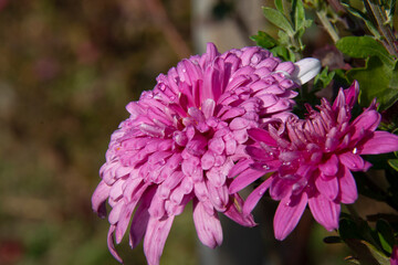 Beautiful pink chrysanthemum closeup on blurred background