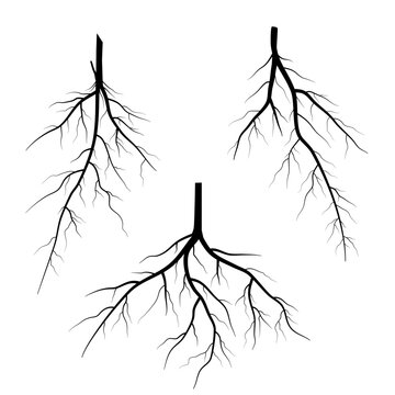 set of black roots