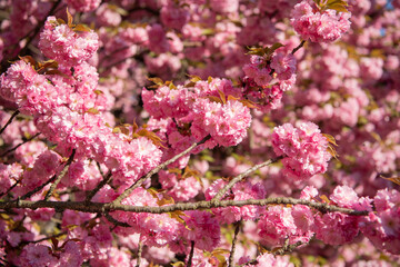 seasonal spring sakura flower. spring sakura blossom. spring sakura blooming on branch.