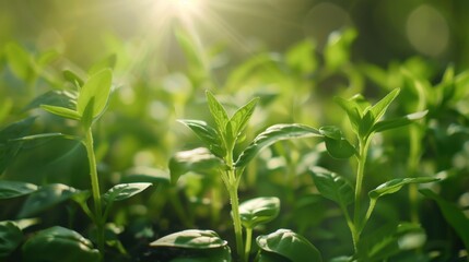 Obraz premium Sustainable Innovation: Pioneering eco-conscious technologies and solutions that help solve environmental issues while driving economic growth and promoting sustainability. 