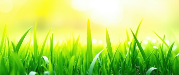 Obraz premium Photo of a close-up of green grass with a soft, bright, and warm light shining through the blades, creating a dreamy and ethereal atmosphere. The background is blurred and filled with a gradient of ye