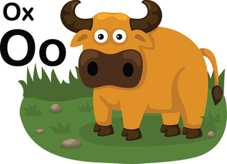Alphabet Letter O-Ox with cartoon vocabulary illustration, vector