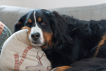 bernese mountain dog portrait