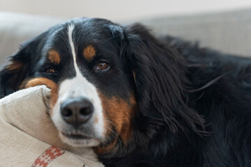 portrait of a dog