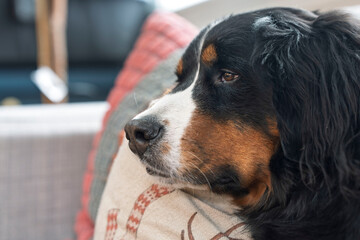 Bernese Mountain Dog