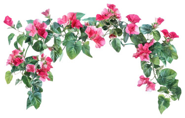 PNG Real Bougainvillea border flowers leaves leaf.