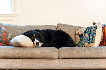 Bernese Mountain Dog on couch
