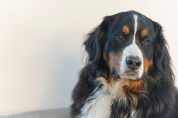 Bernese Mountain Dog