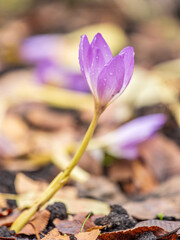 Autumn purple crocuses bloomed above the ground.