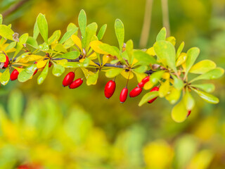 Branches of a barberry Bush with ripe red barberry berries