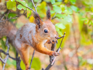 Portrait of a squirrel on a tree trunk