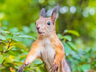Autumn Squirrel standing on its hind legs on on green grass with fallen yellow leaves