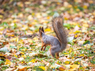 Squirrel in autumn hides nuts on the green grass with fallen yellow leaves