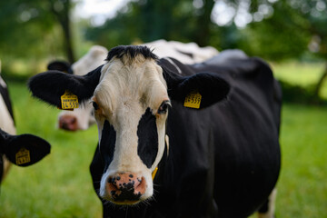 Holstein cows at pasture. Mature cow. Cows on a meadow. Black and white cow on green meadow. Cow...