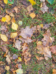Orange, brown and yellow fallen oak leaves in the sunlight.