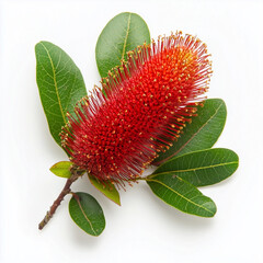 Obraz premium Beautiful Banksia Clipart, isolated on a white background, Banksia coccinea 