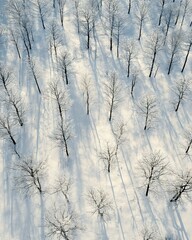 Obraz premium Aerial photo of forest in winter, birch trees, dark brown and gray tones