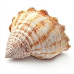 Obraz premium Large seashell with brown and white stripes isolated on white background.
