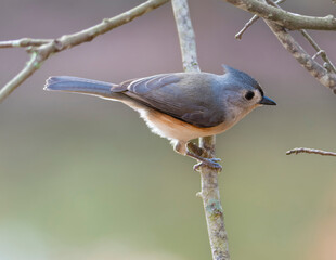 Tufted Titmouse Perched