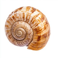 Close-up of a spiral snail shell isolated on white.