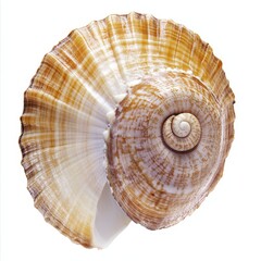 Spiral seashell with brown and beige stripes isolated on white.