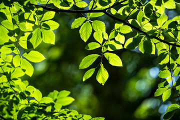 Leaves plants backdrop. Green Leaves background. Green nature background. Green leaf in forest. Green leaf background. Leaf forest on blurred greenery background.