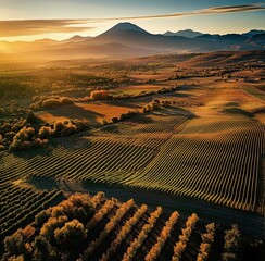 An aerial view of the valley at sunrise, showcasing vineyards and fruit trees on hillsides in...