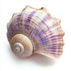 Obraz premium Close-up of a large, spiral seashell with purple and white stripes on a white background.