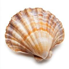 Obraz premium Single scallop shell, isolated on white background.