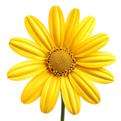 Obraz premium yellow daisy isolated on white background