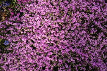 field of flowers