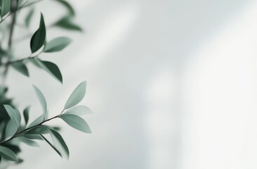 Green leaves and shadow on white background.