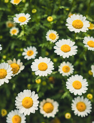 Fototapeta premium daisies