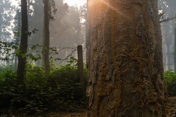 Sunlit Bark