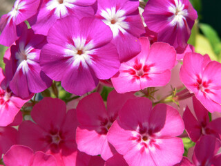 Close-up of pink and white flowers on plants in a garden