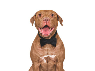 Stylish, lovable dog and bow tie. Close-up, indoors. Studio shot. Congratulations for family, relatives, loved ones, friends and colleagues. Pet care concept