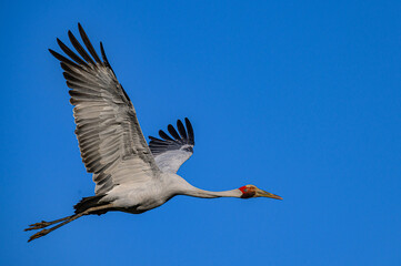 Brolga crane 0004