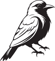 crow on white background