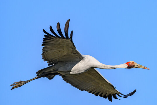 Brolga crane 0003