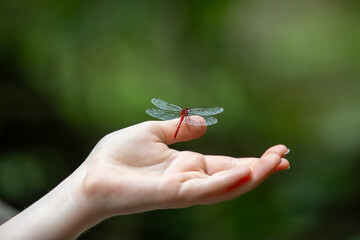A ruby meadowhawk dragonfly perched on a human hand.