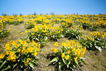 Arrowleaf Balsamroot Yellow Flower